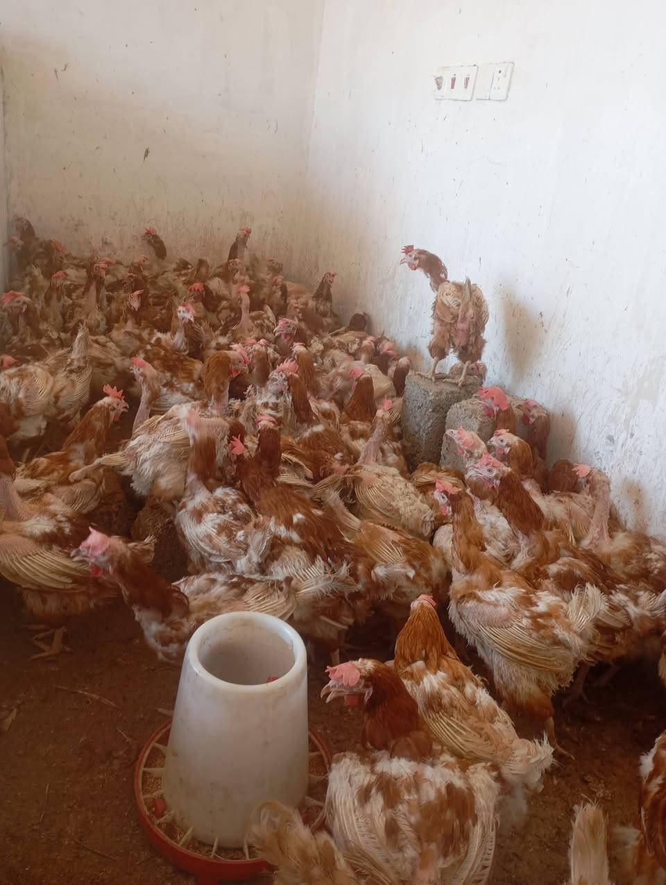 يتوفر وجبه جديده دجاج احمر بياض العنوان شارع العام شارع المعارض 3دجاجات ب 10وزن كيلوين ونص دجاج شرط درجه ولى ***********
