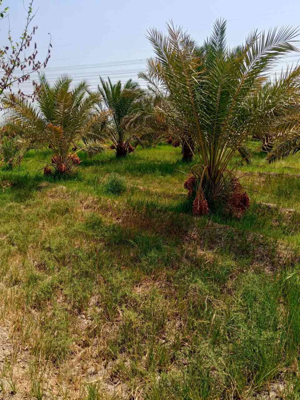 السلام عليكم
بستان 3دونم يوجد فيه نخيل 120نخله ونبك وتكي ورمان
بستان مرتب وكافه الخدمات 
العنوان ساده الشرامطه شارع ناصر عجيل يبعد عن المشروع 70متر ويبعد عن الشارع الرئيسي 300متر 
الاستفسار الاتصال ***********
