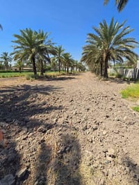 بستان نخيل • طابو زراعي • ٢٢٥م