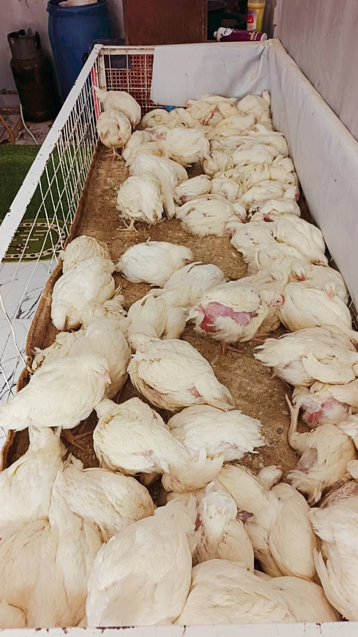 دجاجه • دور النسيج • ١٠/١٢