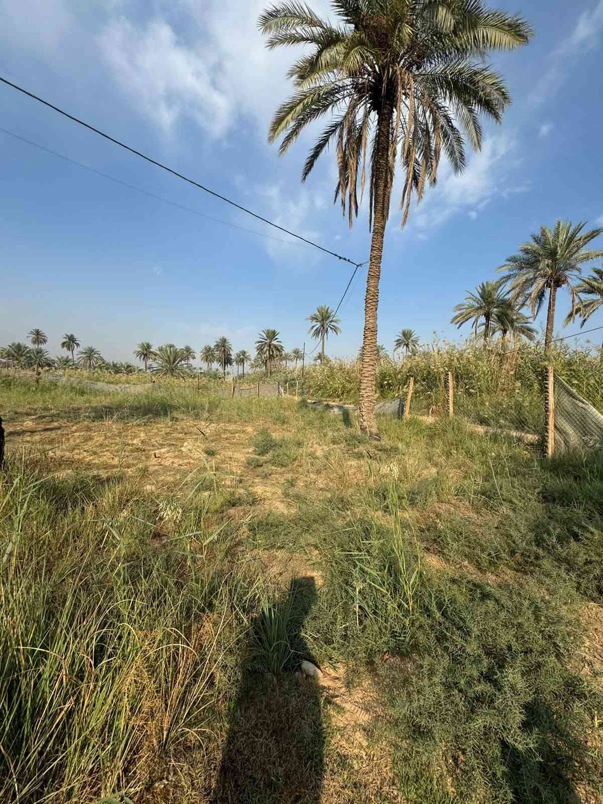 ٤ونص دونم • طابو زراعي سند ٢٥ • طوريج الخيرات