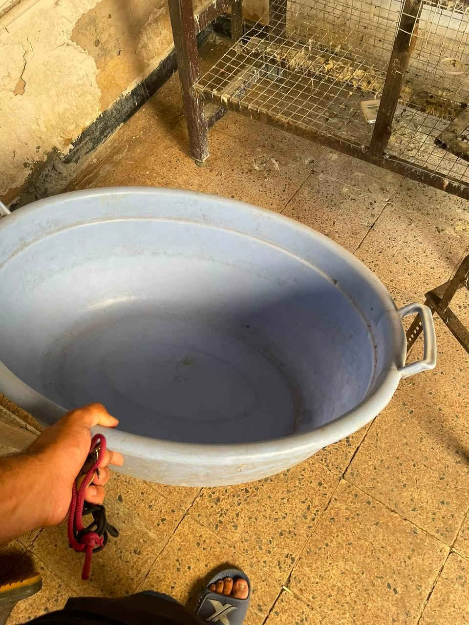 غراض محل دجاج كامله للبيع ***********
كلمن و سعره 
بغداد الجديده
