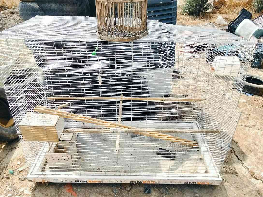 قفص بلبل • محتاج تنظيف • أربيل