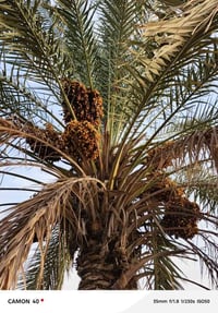 نخلتين • تمر • الرمانه البوحردان