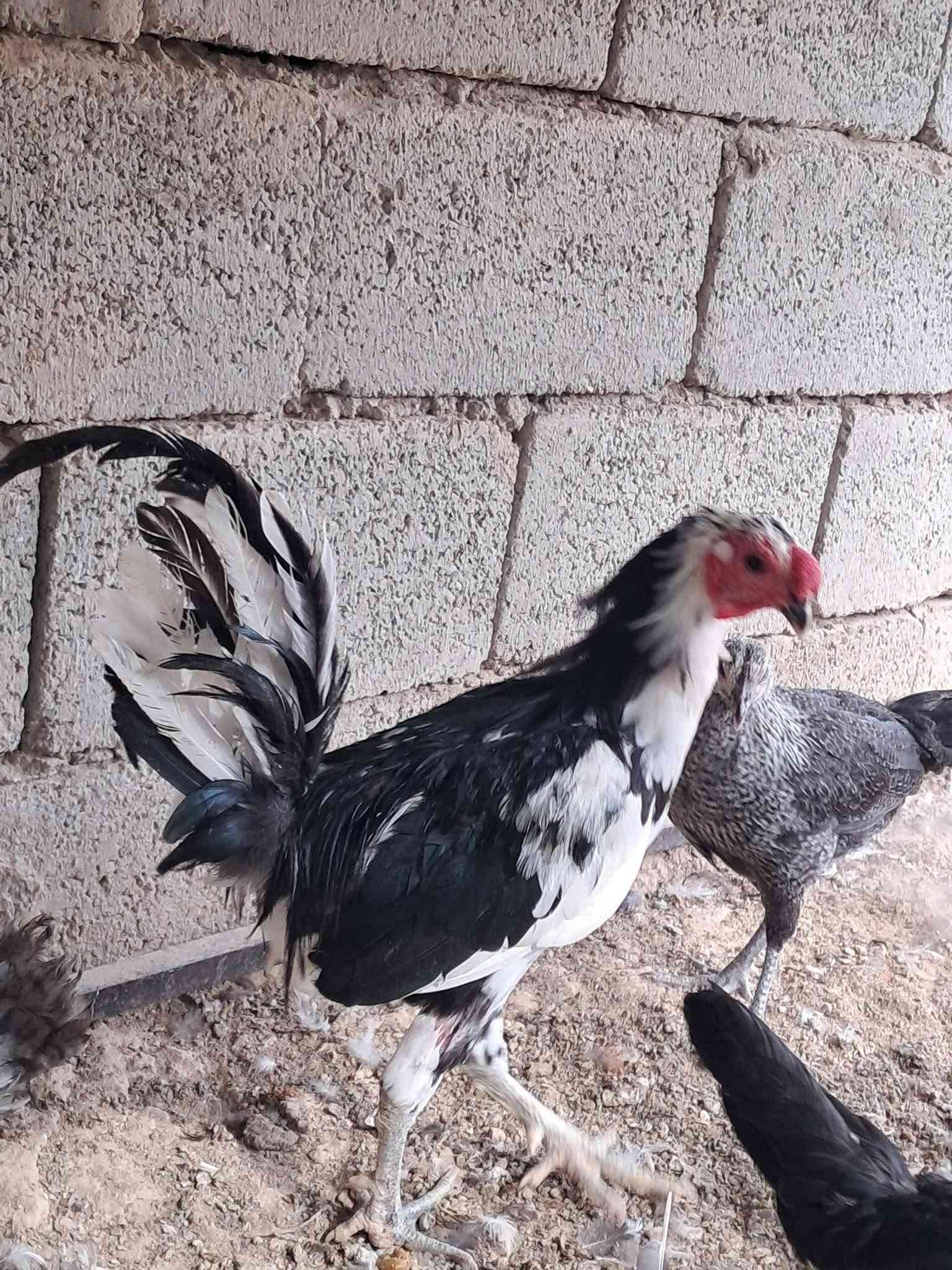 بورسلان • المنيوم • سامراء