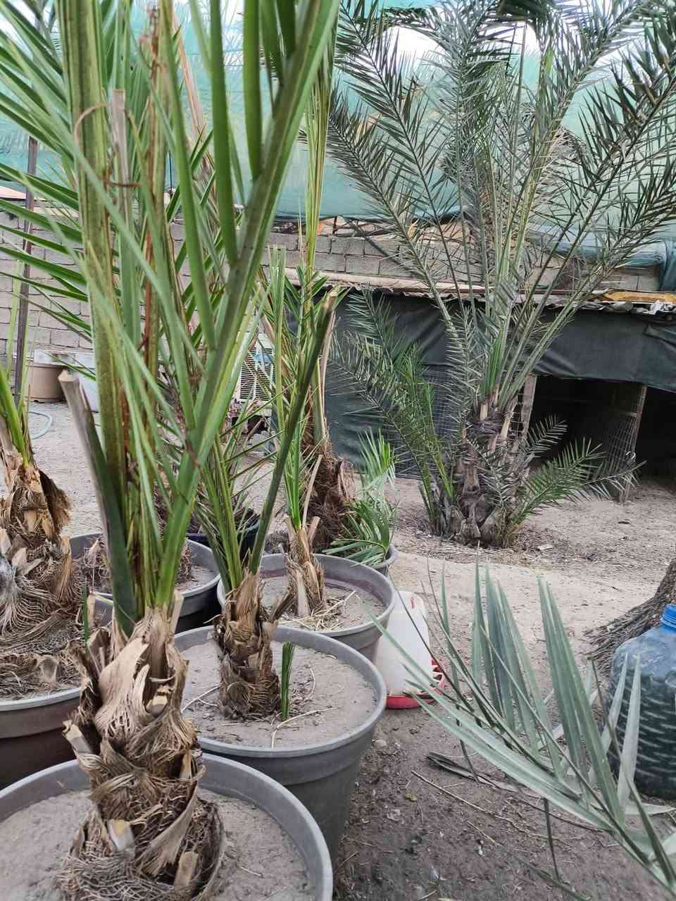 يتوفر بريم مجذر مع مكاوي مع اشرسي للاستفسار الاتصال بالرقم ***********
