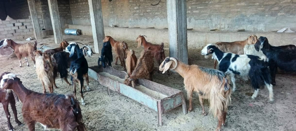 السلام عليكم مكلف بل نشر 
إخوان يوجد معز العدد 18بيهن عشر وبيهن الجاب السعار مناسبه الشراي اتصل وتدلل المكان الشرقاط قريت شكراً ‏‪***********‬‏
