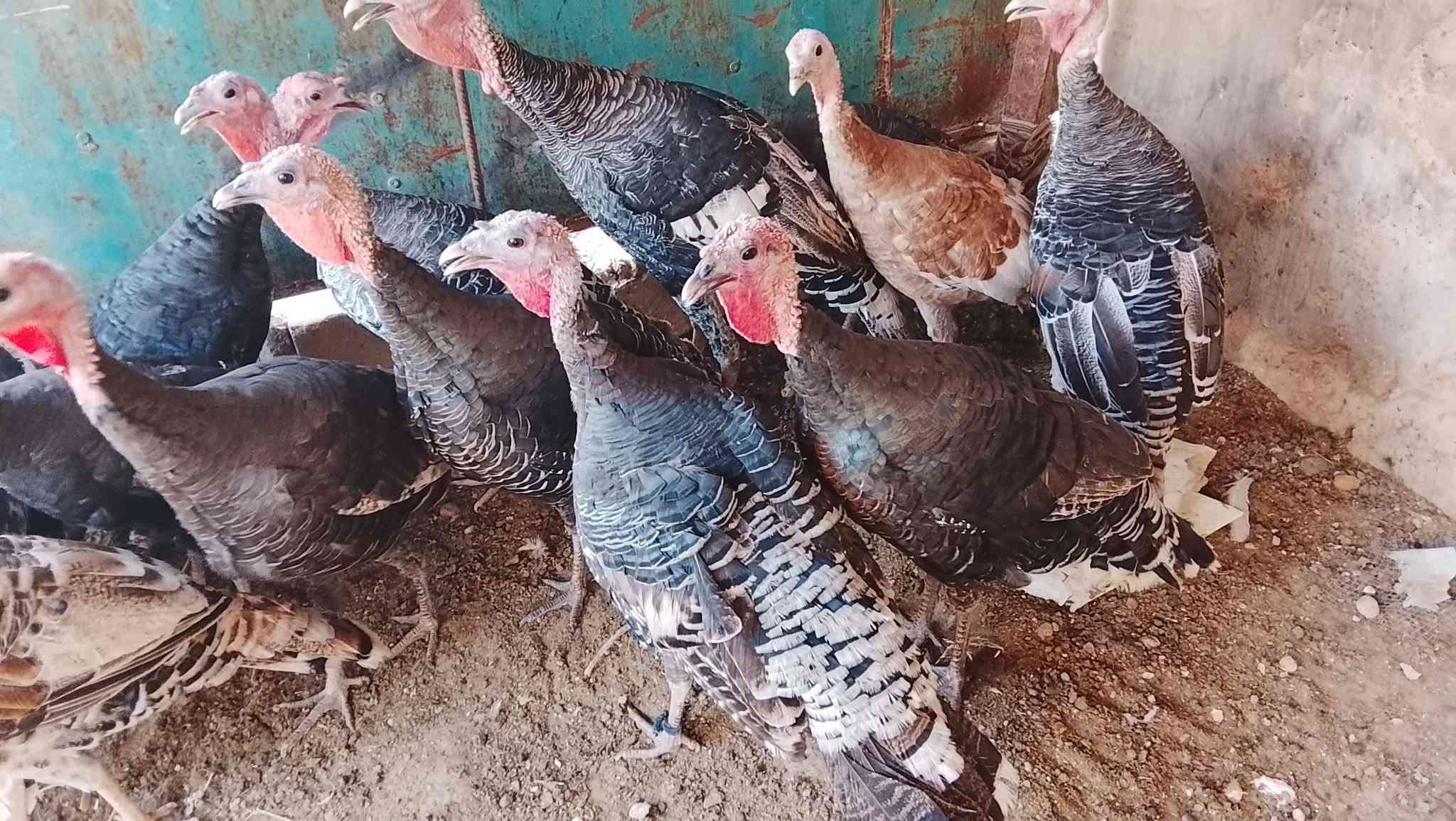 فسيفس عرب • شرط ١٥ • تكريت القادسيه