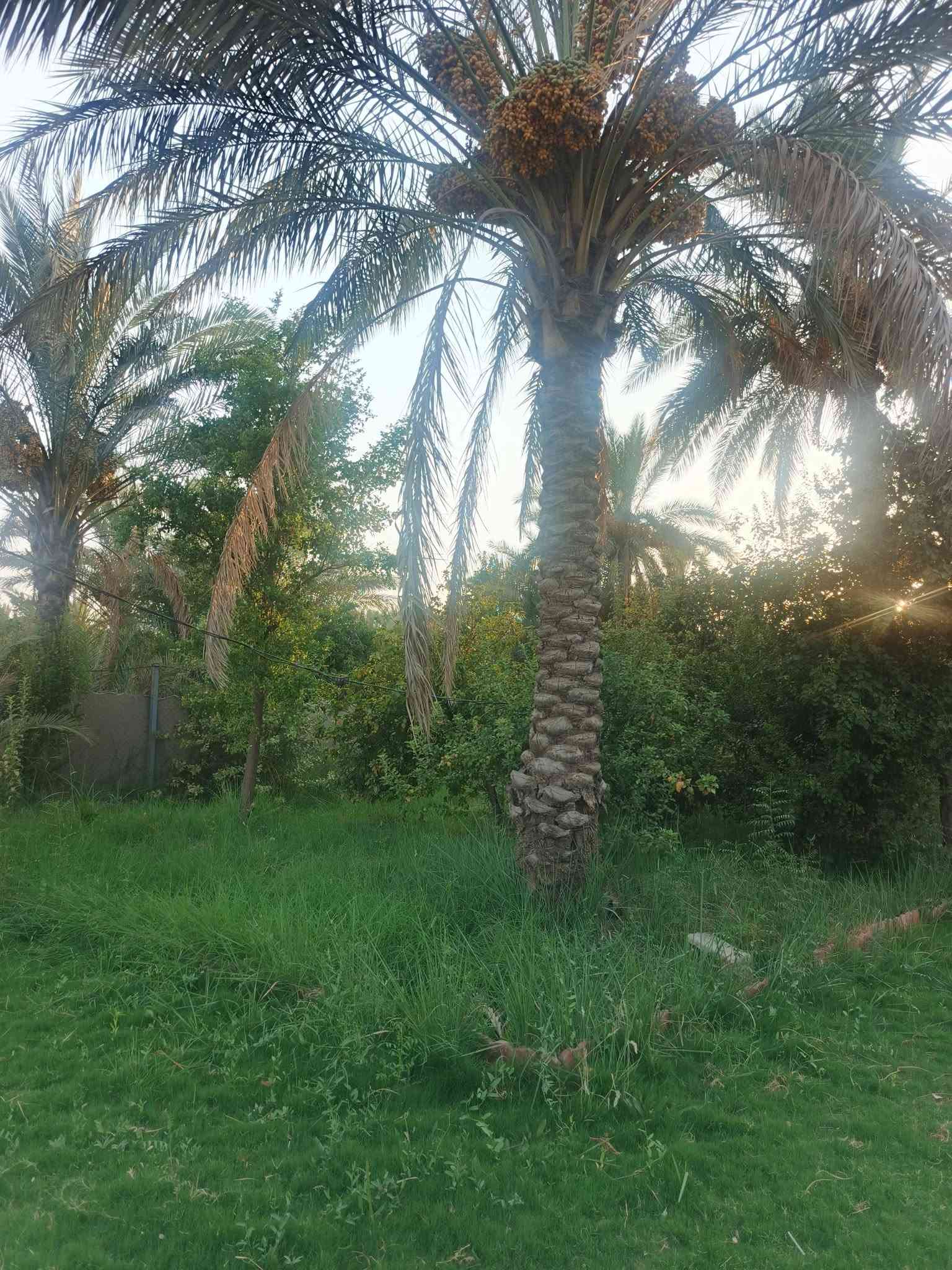 الراشدية العراكنة • ١٨٠٠م • سند ٢٥