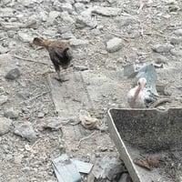فروجات • ٣ أشهر • ٦ فروج