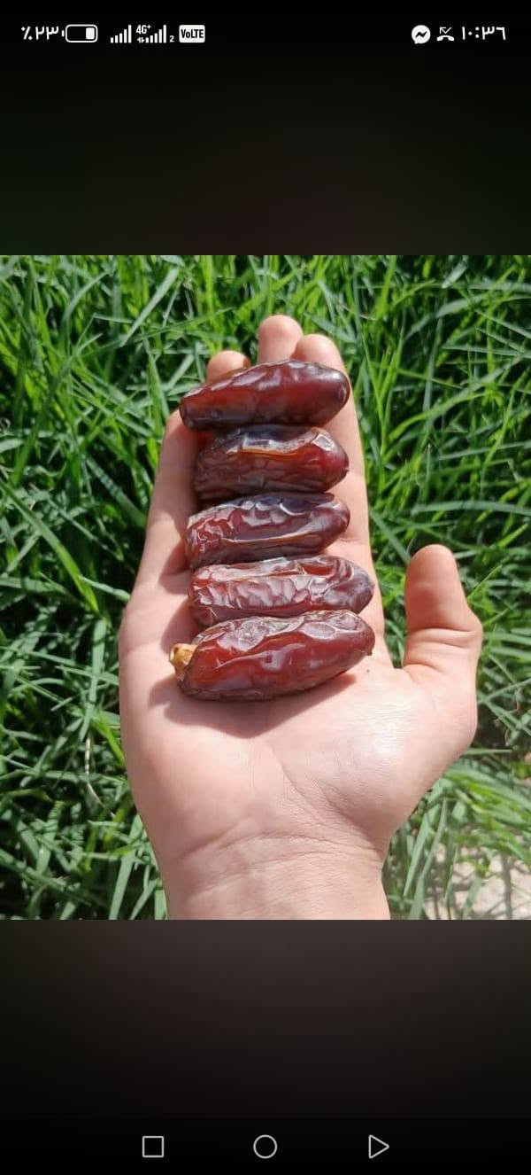 السلام عليكم يوجد لدينا بريم ومكتوم وبلكه وبرحي بل طينه ويوجد لدينا توصيل لكافة محافظاتالعراق***********
