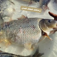 علاف عدل • شانك خشن • توصيل السماوه