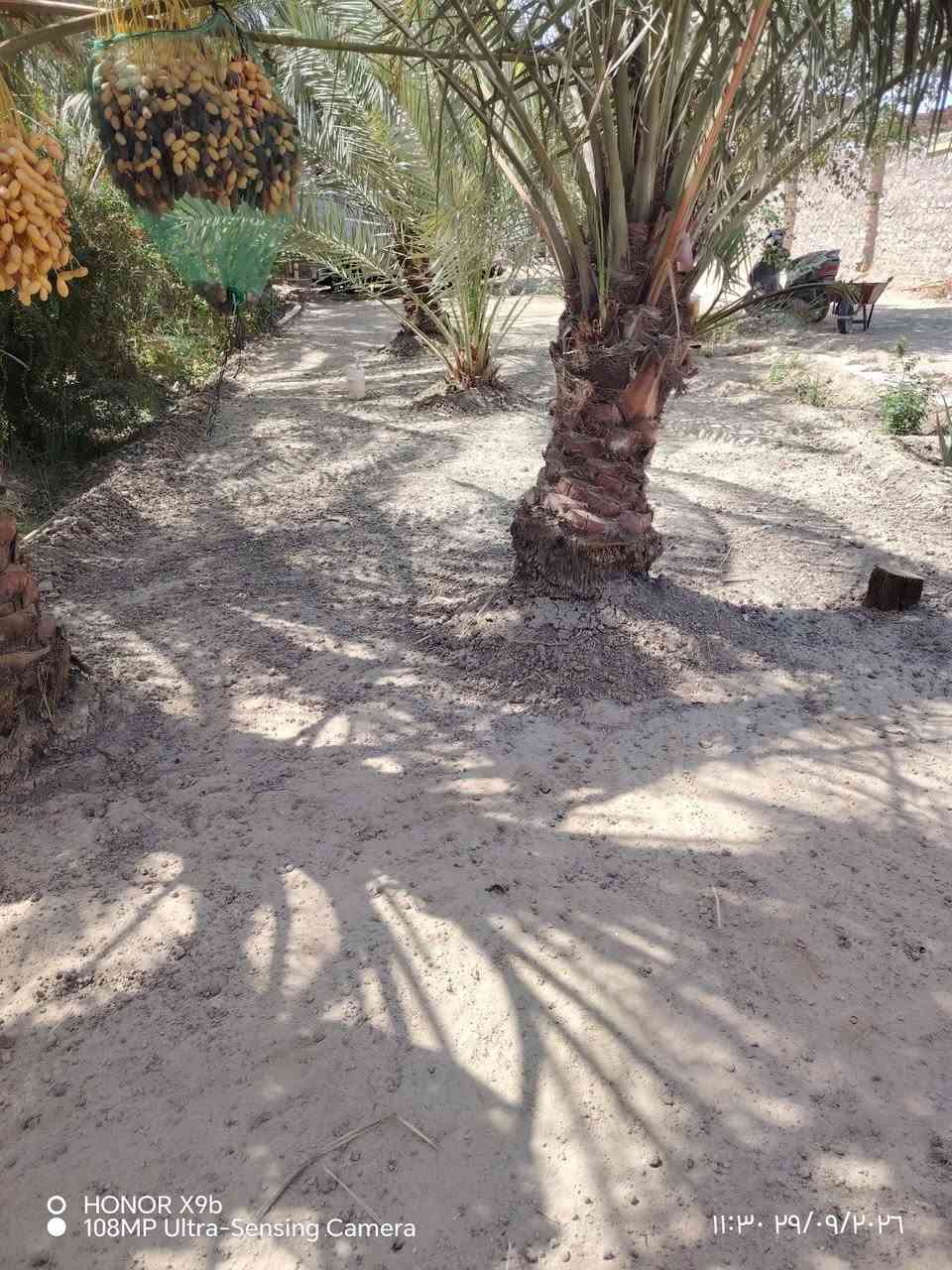 الحمد لله جزء من عملنا لهذا اليوم تنظيف وحرث وتعديل 🙏🙏

#الرميثه *********** واتساب

نص مكتوب في الصور:
- HONOR X9b 108MP Ultra-Sensing Camera 11:49 2024/09/26
- HONOR X9b 108MP Ultra-Sensing Camera 11:30 29/09/2026
- O HONOR X9b 108MP Ultra-Sensing Camera 11:29 29/09/2026
- HONOR X9b 108MP Ultra-Sensing Camera ١١:٢٩ ٢٩/٠٩/٢٠٢٦