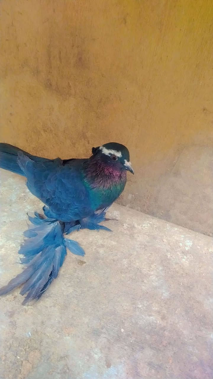 طيره • مدينة الصدر بغداد