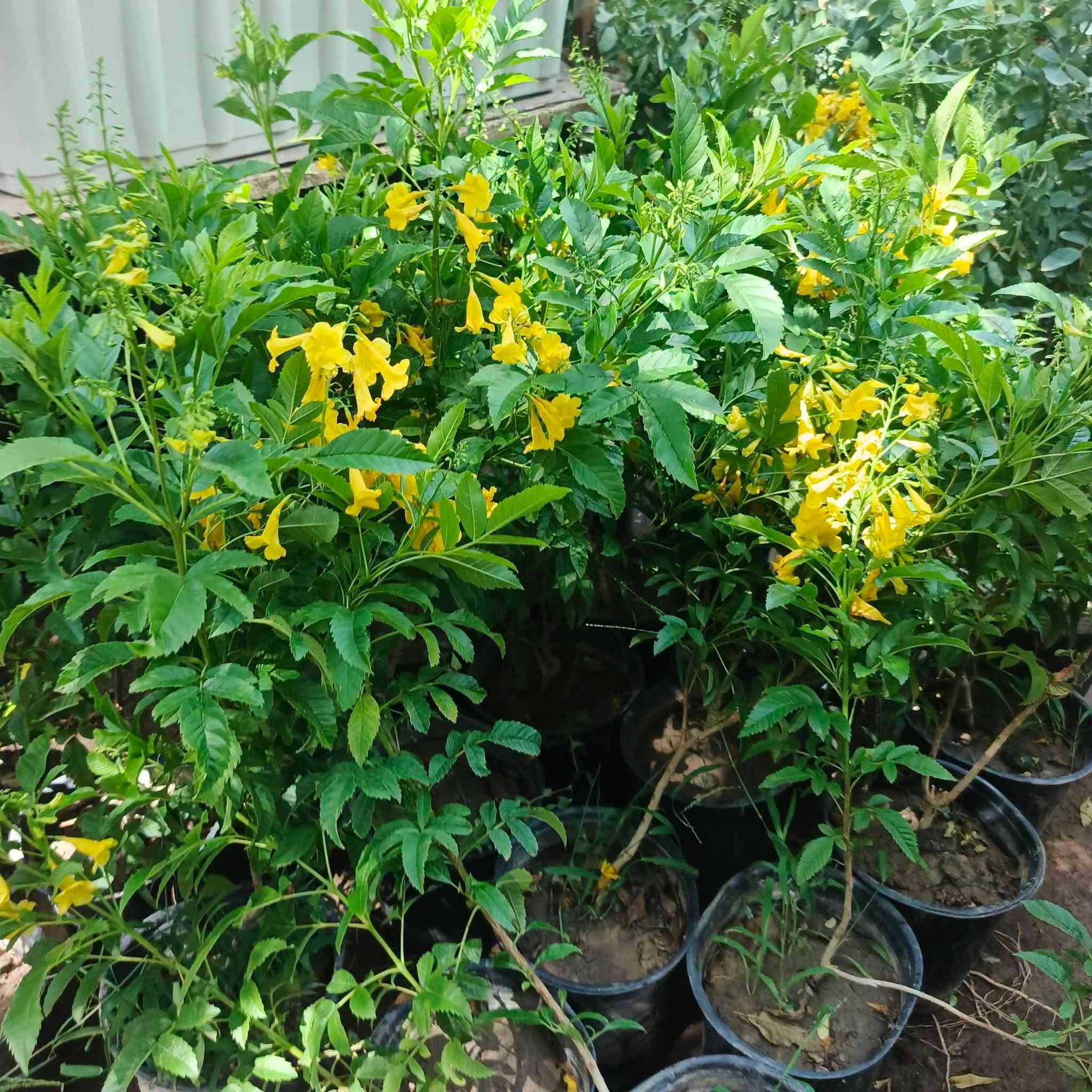 متوفر في👈 مشتل النورين 

الكمية محدودة

شجرة التيكوما الصفراء 🌼🌼🌼🌼

 
اغرسوا التيكوما باه تزيان الحومة 👌
الوصف : 
تمتاز شجرة التيكوما  بأنها دائمة الخضرة ، وتأخذ نظرك بأزهارها الصفراء الرائعة ، الكثر من الحدائق الخارجية تتزين بها فهي قابلة للتقليم والتشكيل حسب رغبتك لتعطي منظراً رائعاً ، يصل إرتفاع شجرة التيكوما الى اربعة امتار وقد يصل الى خمس امتار ، زهورها ذات شكل انبوبي أصفر اللون ،  تبدأ فى الظهور فى فصلي الربيع والخريف وأفضل ما يميز التيكوما ستانس هو أنها تتحمل درجات الحرارة القسوة و الجفاف ، وتنمو في التربة المفككة ، جمال اوراقها الأخضر دائم وقد تظل أزهارها ما يقارب الثمانية أشهر ، كما تتحمل شجرة التيكوما الأجواء الحارة والمناطق الحارة عموماً  مثل الشهيلي 

كما أن شجرة التيكوما تتحمل الملوحة .
 
انصحكم بزراعتها👍 #الالبيزيا_الاكاسيه_المصريه_الاكاسيه_الافريقيه كل هاذي الانواع متوفره داخل مشتلنى 
 #عنوانه_صويره_شارع_الغطاس_خلف_المجمع_السوري_القديم
 توصيل متوفر داخل صويره فقط 📍🚗🚕
 لتواصل والاستفسار 
***********
