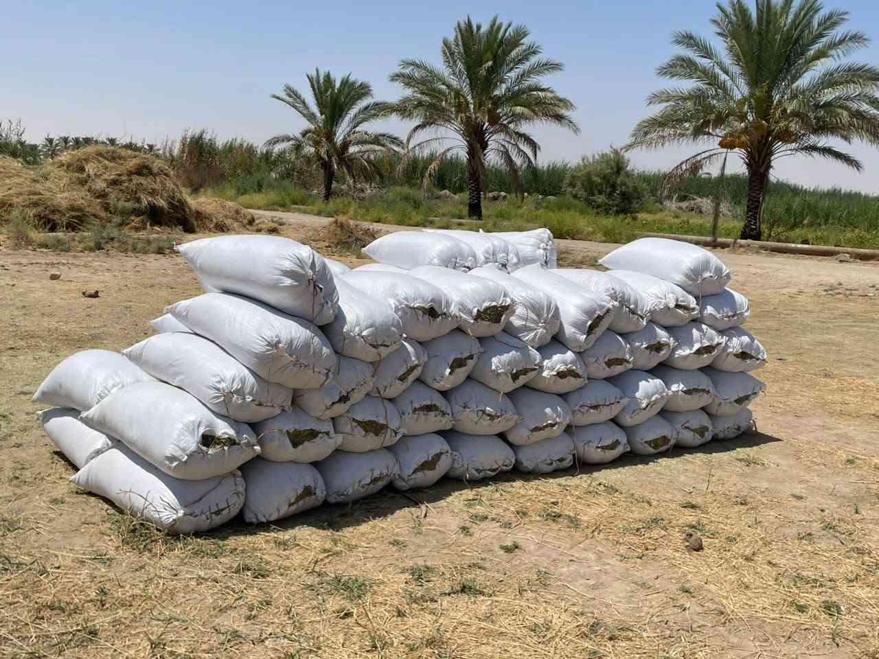 سلام عليكم ورحمة الله وبركاته اخواني الاعزاء تبن جت درجه اولى مثل ما واضح بل صوره العدد 80 الونيه عله 6:500وبيه مجال لطيبين المكان الانبار قضاء هيت ناحيه الفرات زويه رقم الهاتف *********** @الجميع
