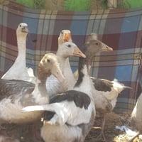 وز عراقي • بنات أول عام • قضاء الدجيل