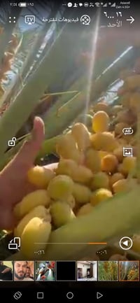 فسائل نخل • شويثي اصفر • ذي قار