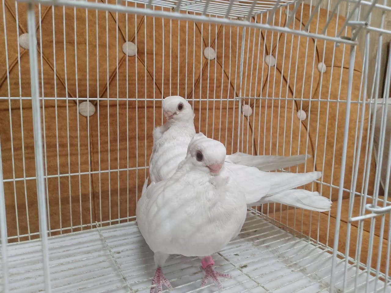 السلام عليكم زوج ارافل قجم عراقيات فول خط اول اصغر من جف الايد ناعمات مجربات من محميتي 
رقمي*********** عنوان المحمودية
