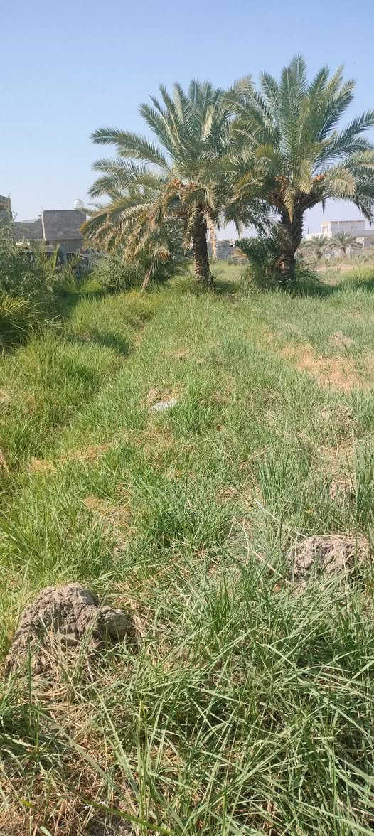 دونم للبيع الواجهه 43/يوجد في نخيل حمال شكري وحلاوي ويوجد كافه الخدمات ماء سقي وماء أسأله وكهرباء وشارع تبليط سند 25مع بيت مساحه البيت 500متر ملاحضه الدونم ينباع كامل أو نص حسب الشراي العنوان الديوانيه حي الأمين نزلت مجمع الأمير السكني للاستفسار اكثر أتصل ***********
