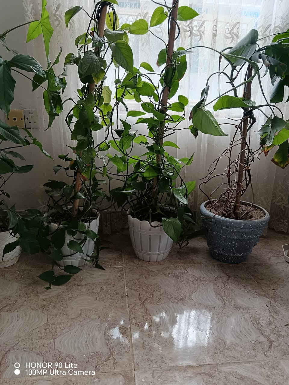 ورد • للبيع • رانية
