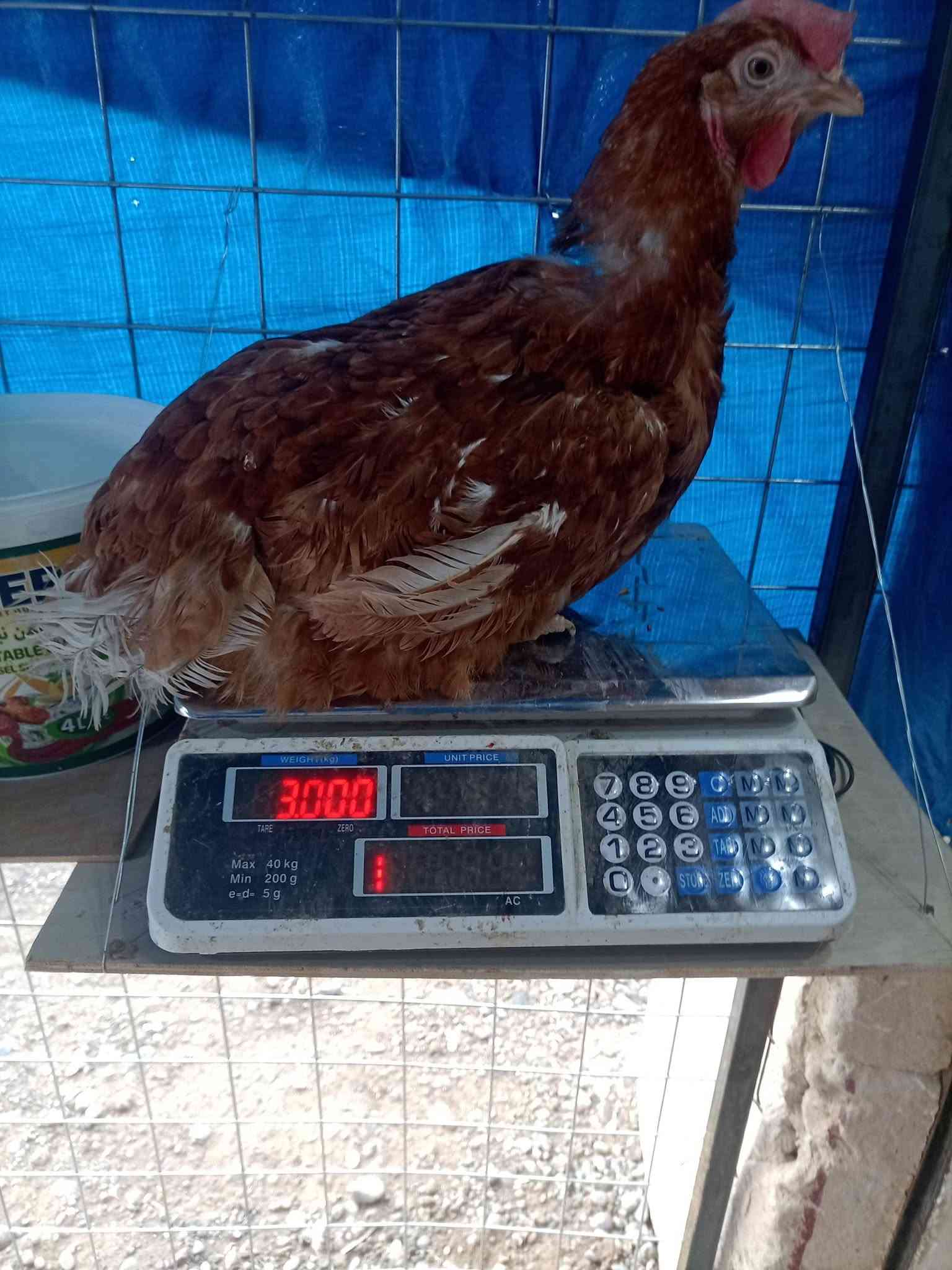 دجاج احمر • كيلوين ونص • اسديره