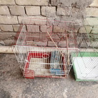 اقفاص • نضيفات • بغداد