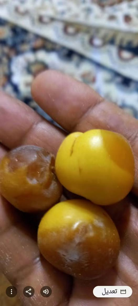 متوفر نخل امايات عدة اصناف للبيع .برحي ع1 بربن ع2 خياره ع3 طبرزل انشطاري ع2 ليلو ع1بلكه ع1 المكان كربلاء طويريج ***********موجود توصيل كافت المحافضات

