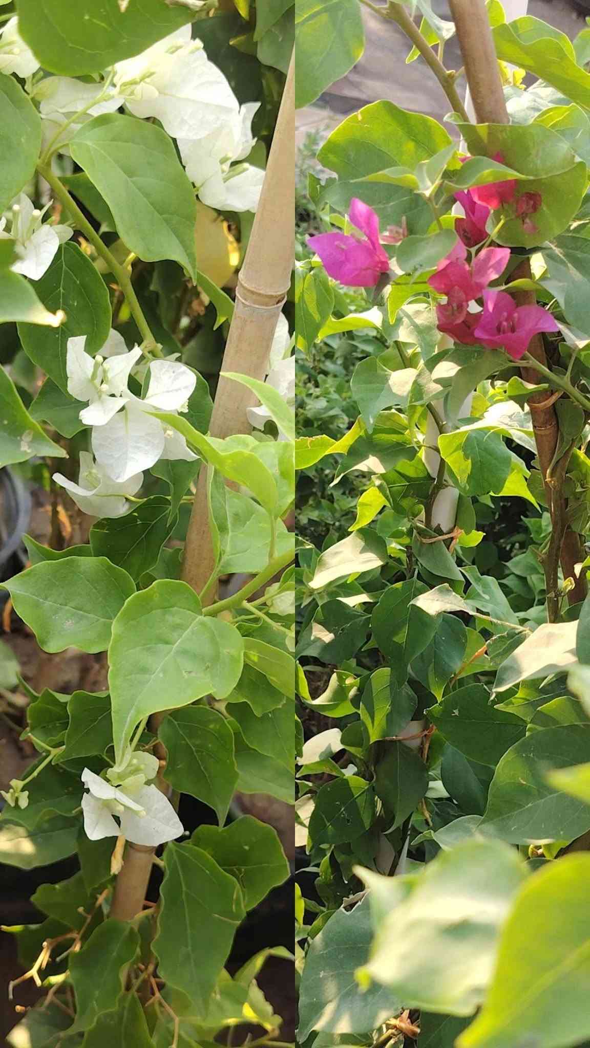 مشتل الأخوين • جوري عطري • ياسمين متسلق
