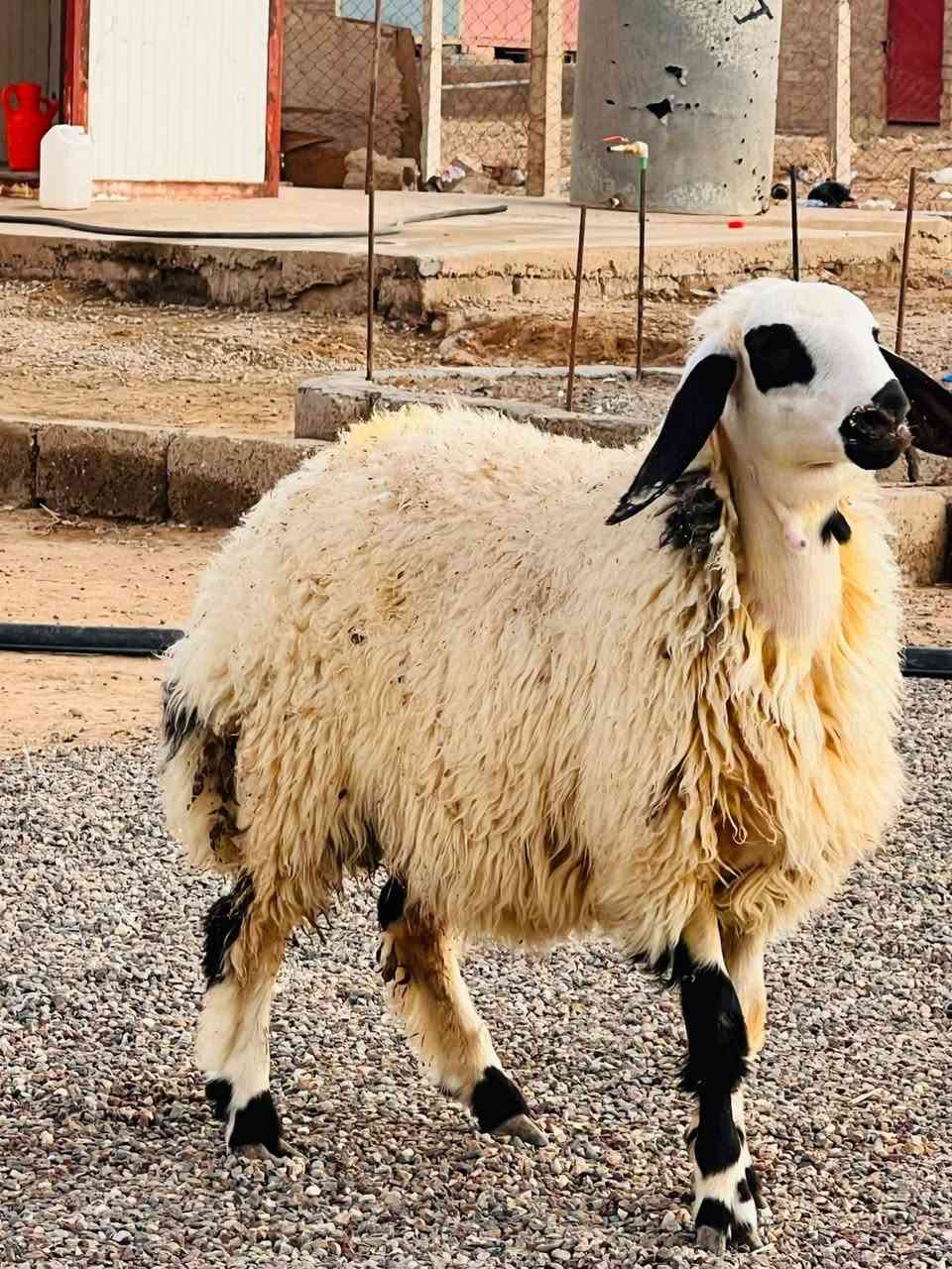 دجات • ١٠ • نوادر