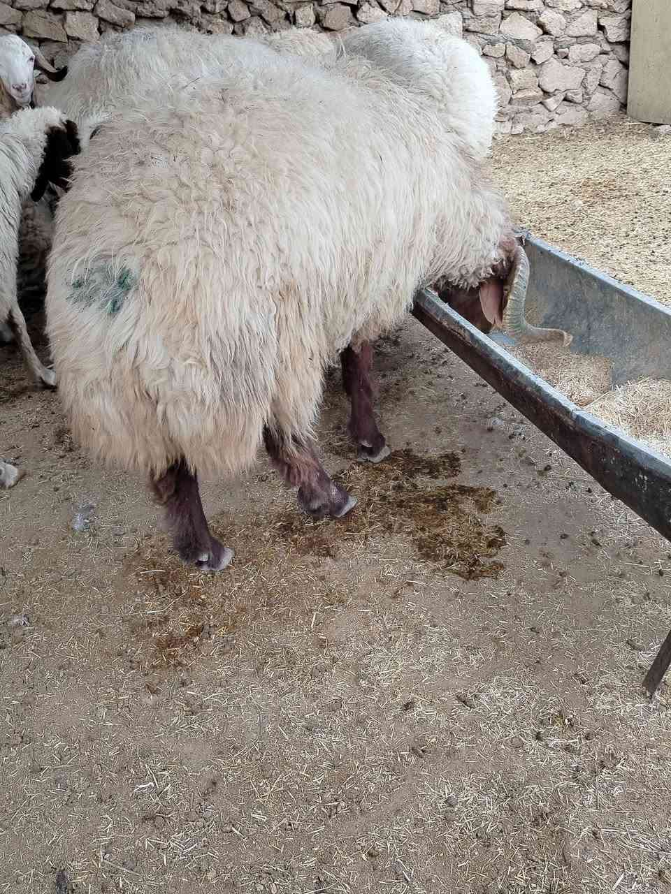 ثني • فحولية مضمونة • ٤ سنين