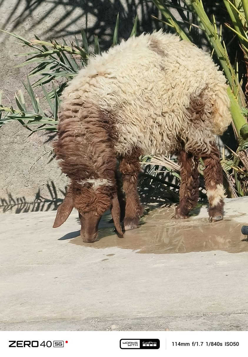 السلام عليكم يوجد فطيمه ثوله سمينه للبيع المصله 110 والاتصال على رقم الهاتف***********
