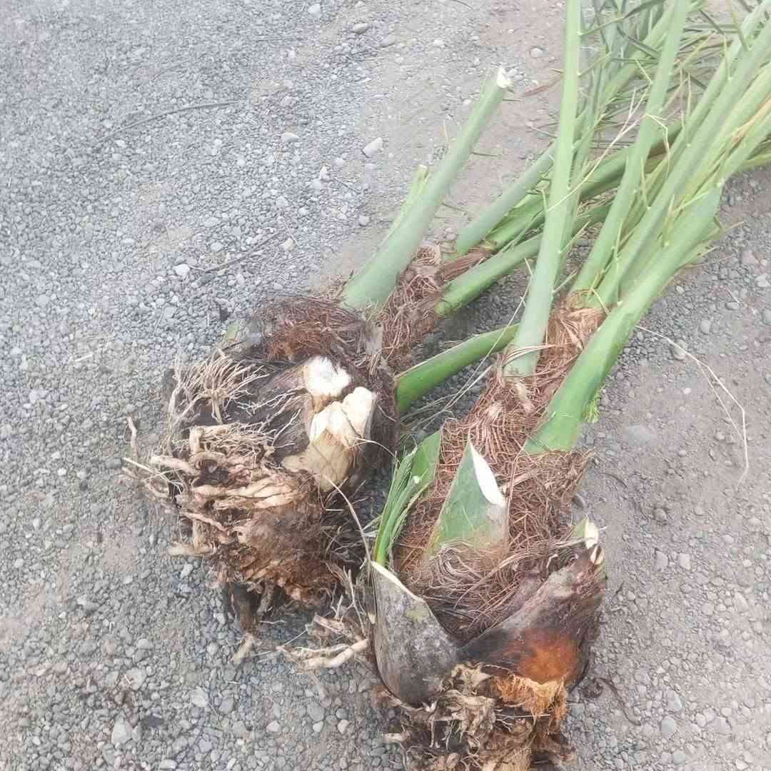 فسائل نخيل • حلاوي • توصيل