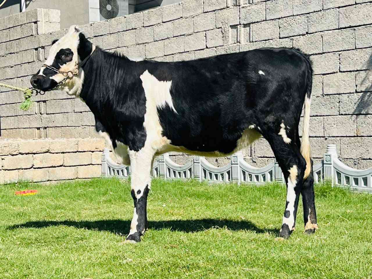 بجرسمتال • نضيفه • ١٠أشهر