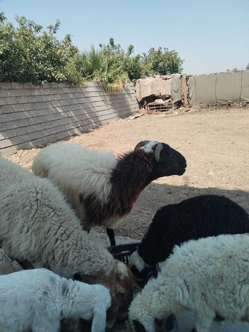 زوج نعاج بعدهن وراجين مطافيل وراهن فحل ***********
