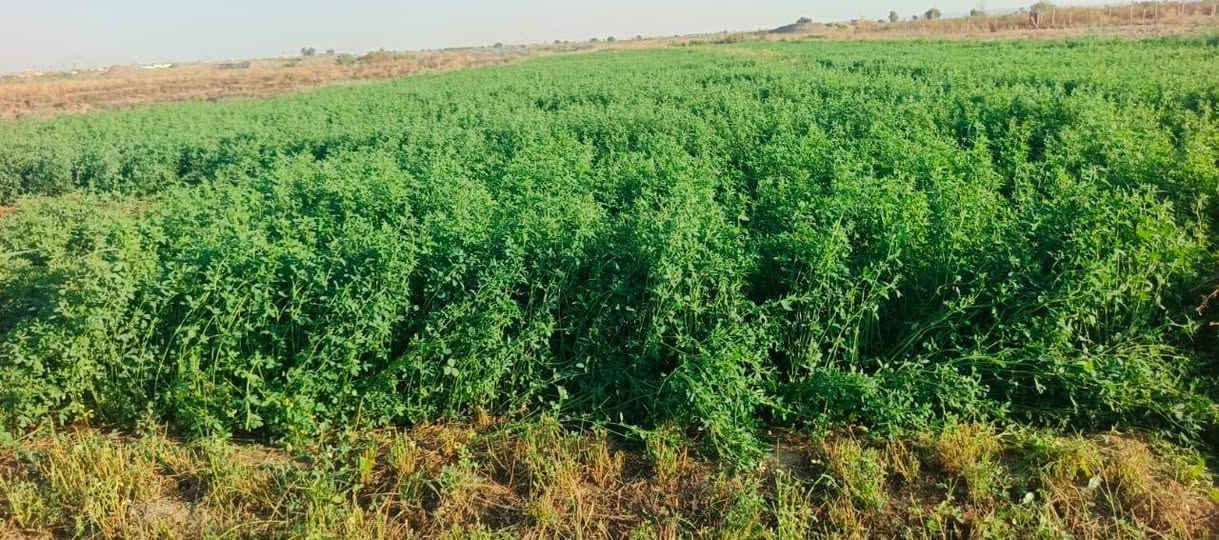 السلام عليكم مكلف بل نشر اتصل عل رقم 
يوجد جث ثخين طول الوح 15متر الوح بيه حمل كيا سعر الوح ب10والي يأخذ كميه يختلف السعر المكان الشرقاط بحاوي شكراً  ***********
