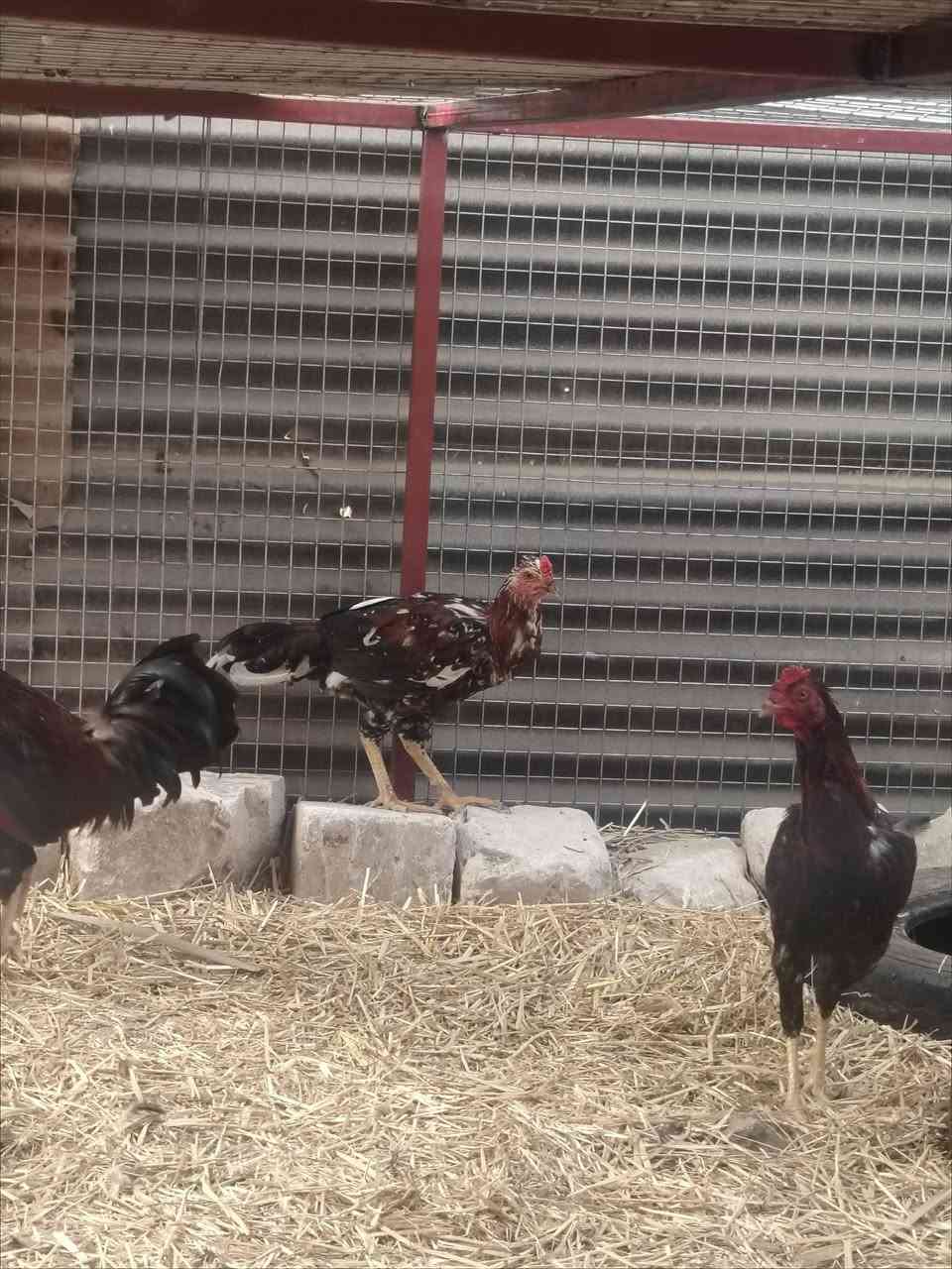 دجاجة بياضه • ٢ ديوكه • عرب اصلي
