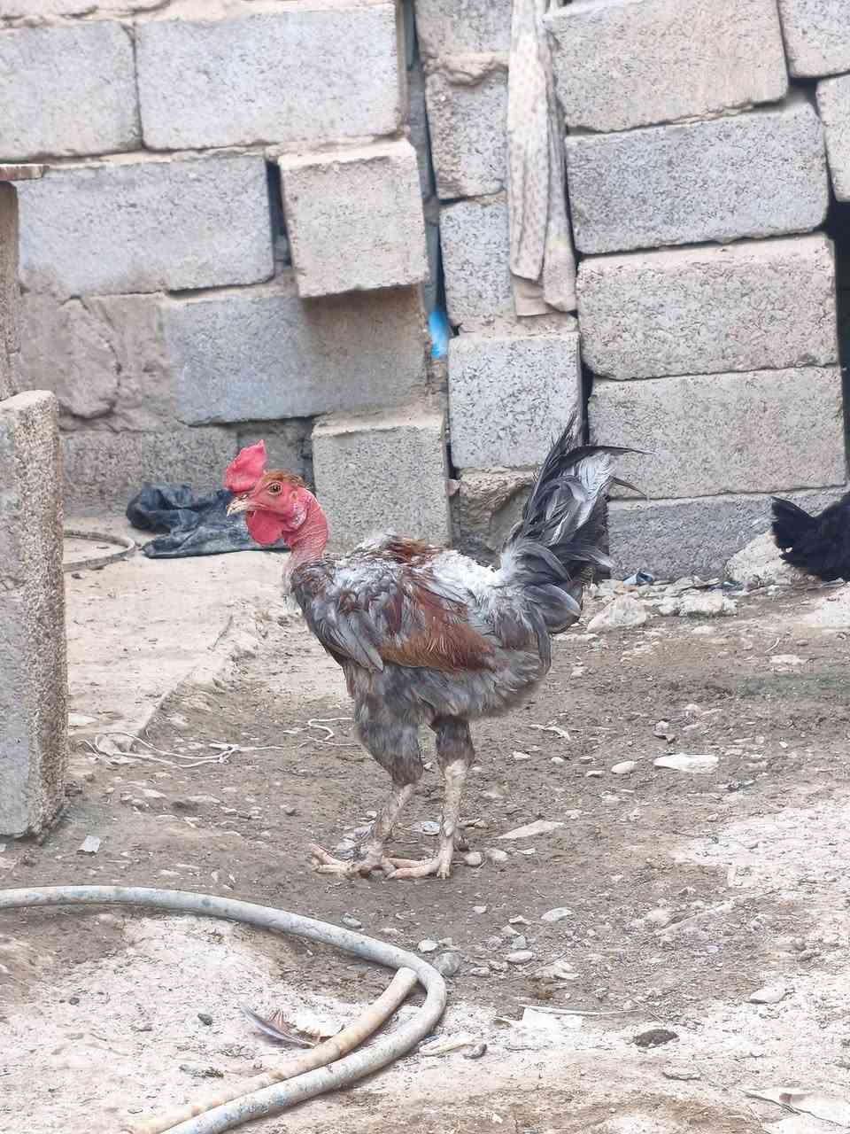 ديج عرب للبيع
سعر 20 قفل 
مكاني بعقوبة قرب تقاطع المرور 
(ما بي اي مرض عندي اكثر من واحد واريد ابيعة)
موبايل ***********
