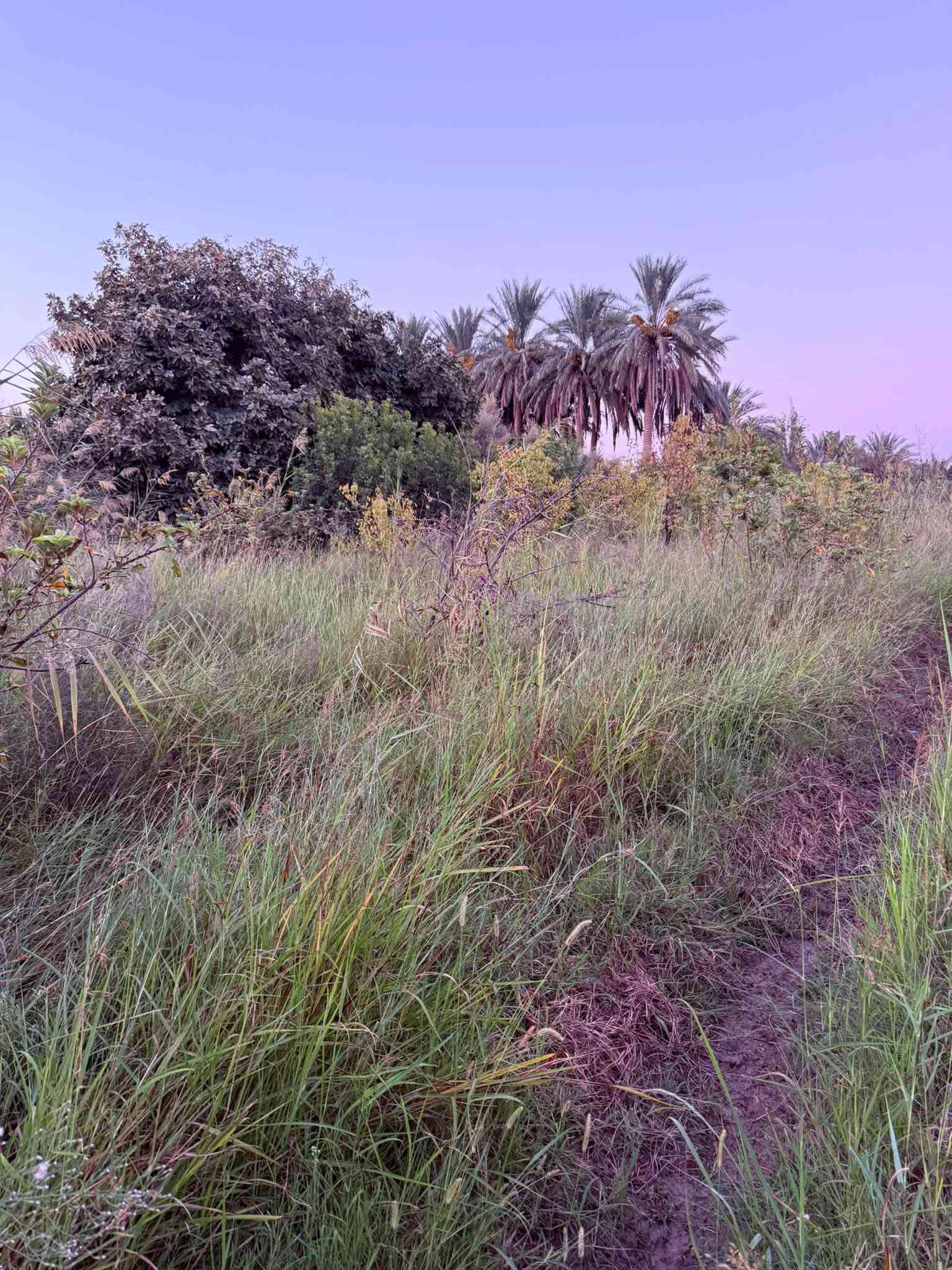 حشيش بلاش • حصيبه السنجك • جسر الحويجه