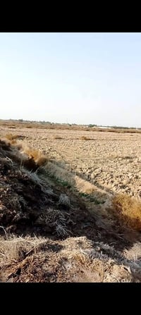 أرض زراعي • الشطرة • ١٠ دوانم