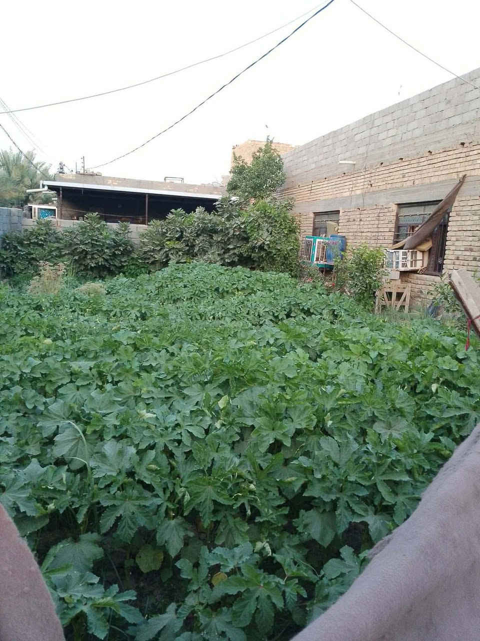 سلام عليكم بيت البيع
البيت زراعي 
المساحه 600 البناء 230 درجه اولى
 البناءالسقوف صب كونكريت درجه اولى الشغل
الموقع محاويل حي ابوسديره 
مكلف بيه 
سعر ٧٠وبيه مجال 
***********
