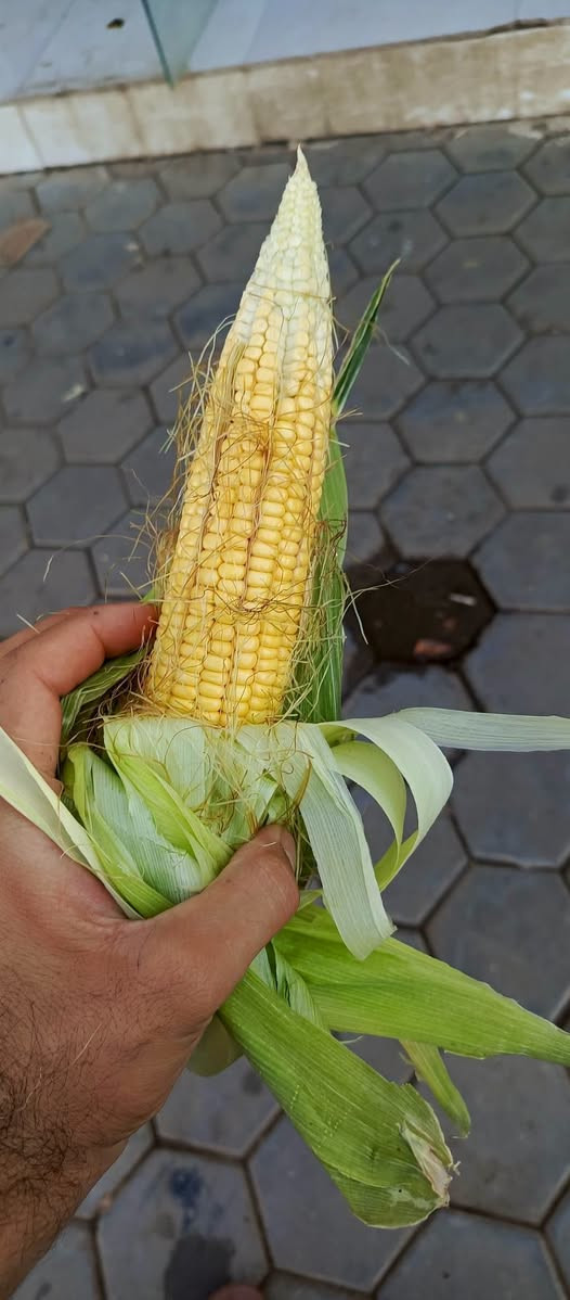 عرانيص لبنيه • ٣كيلو • توصيل