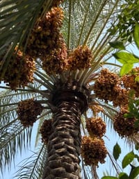 موسم كصاص • قص النخل • خدمة