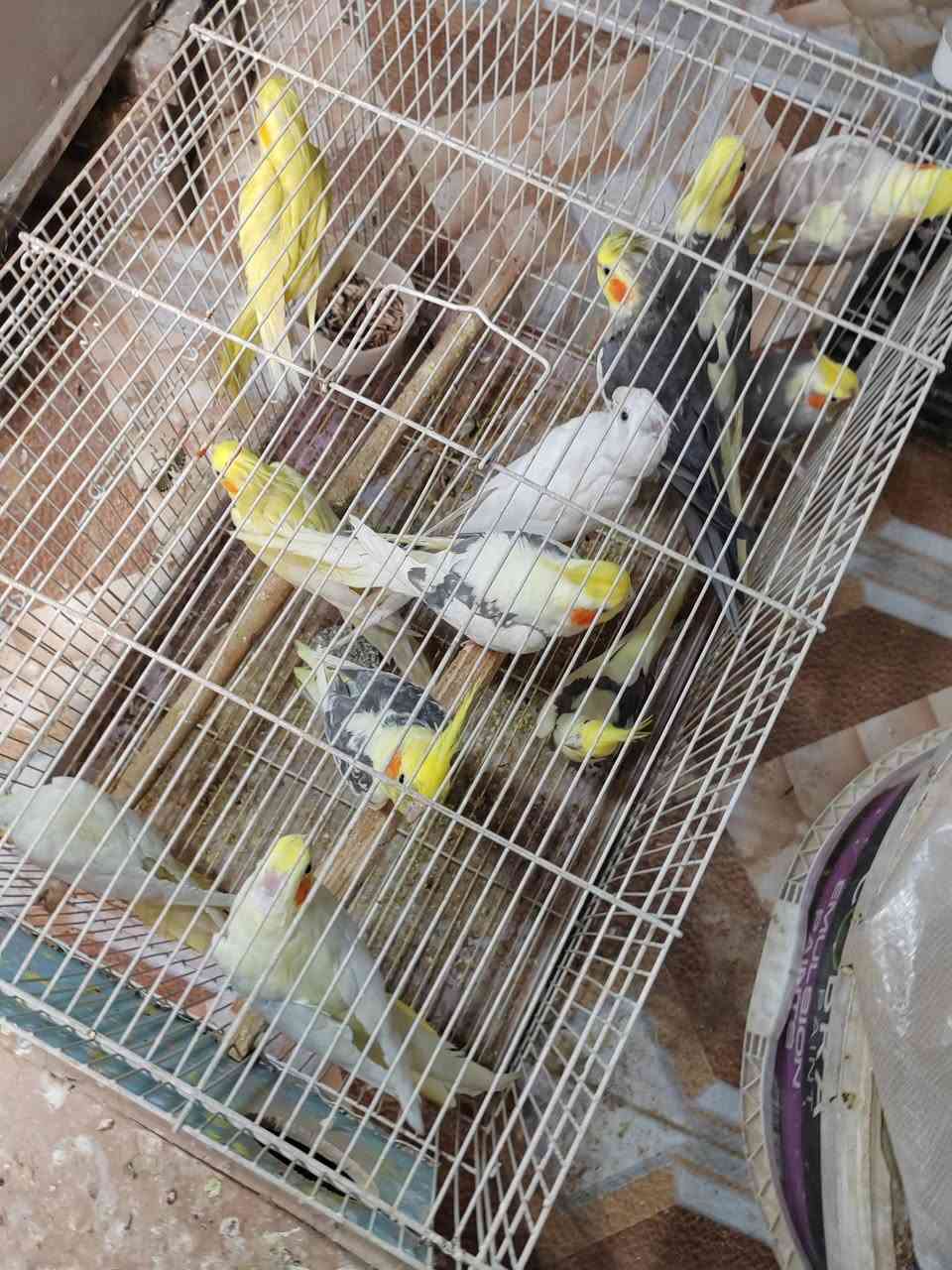 كوكتيل • مايات • مجرب