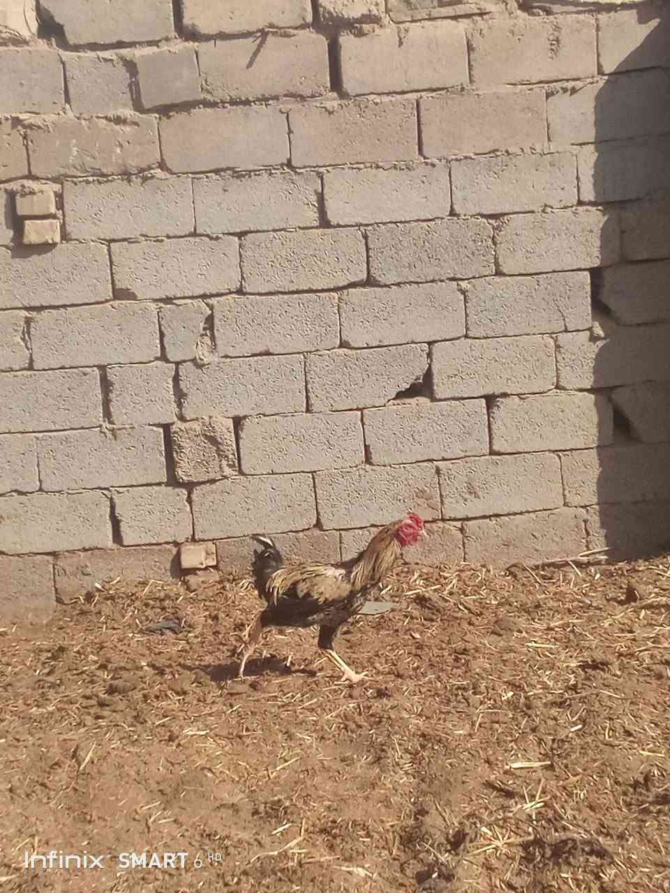 سلام عليكم دجاجات للبيع 3ديوجه 3دجاجات بياضات سعر زوج 25فقل رقم ***********

نص مكتوب في الصور:
- Infinix SMART 6 HD