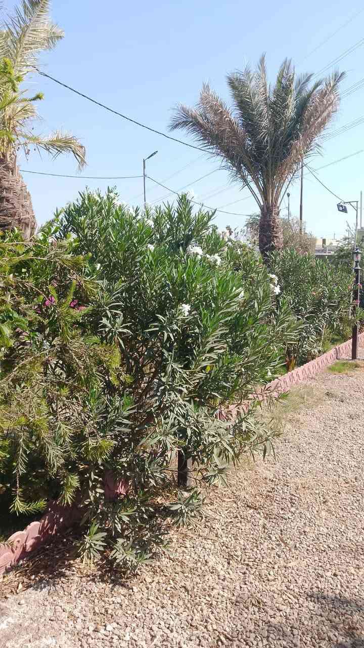 لا توجد تفاصيل

نص مكتوب في الصور:
- مزرعه لبيع مساحه٤٠٠ متر ركن على شارع تبليط مباشر رقم بلديه قرب عرصات الشهداء حولي قصيمه *********** طابوزراعي ٢٥ بسمي