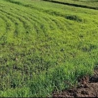 أرض زراعية • ٢٠ دونم • سند ٢٥