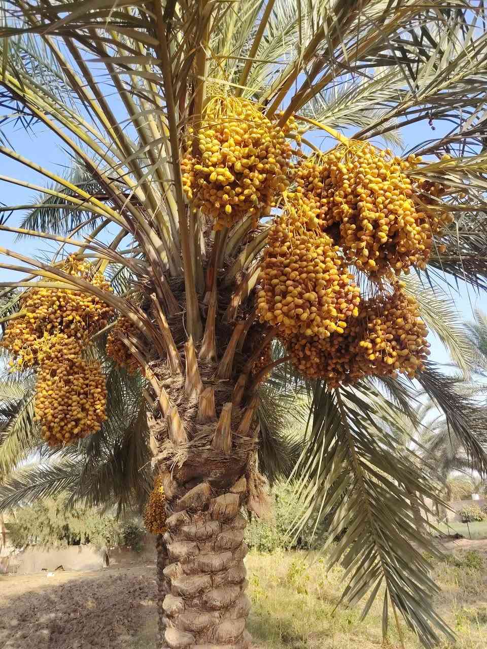 السلام عليكم
ارض رزاعيه  سند  25 بسم والدي  تحويل مباشر المسيب منطقه الشمامره الاستفسار  ***********
