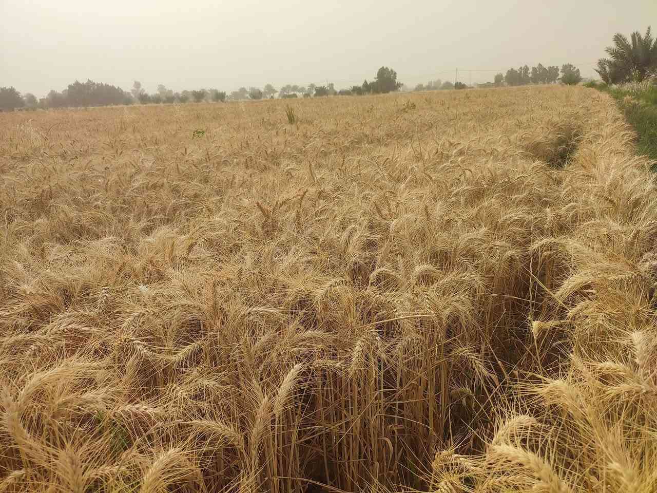 بذور • أدنه جيهان بنت المغلف • بابل الخميسيه