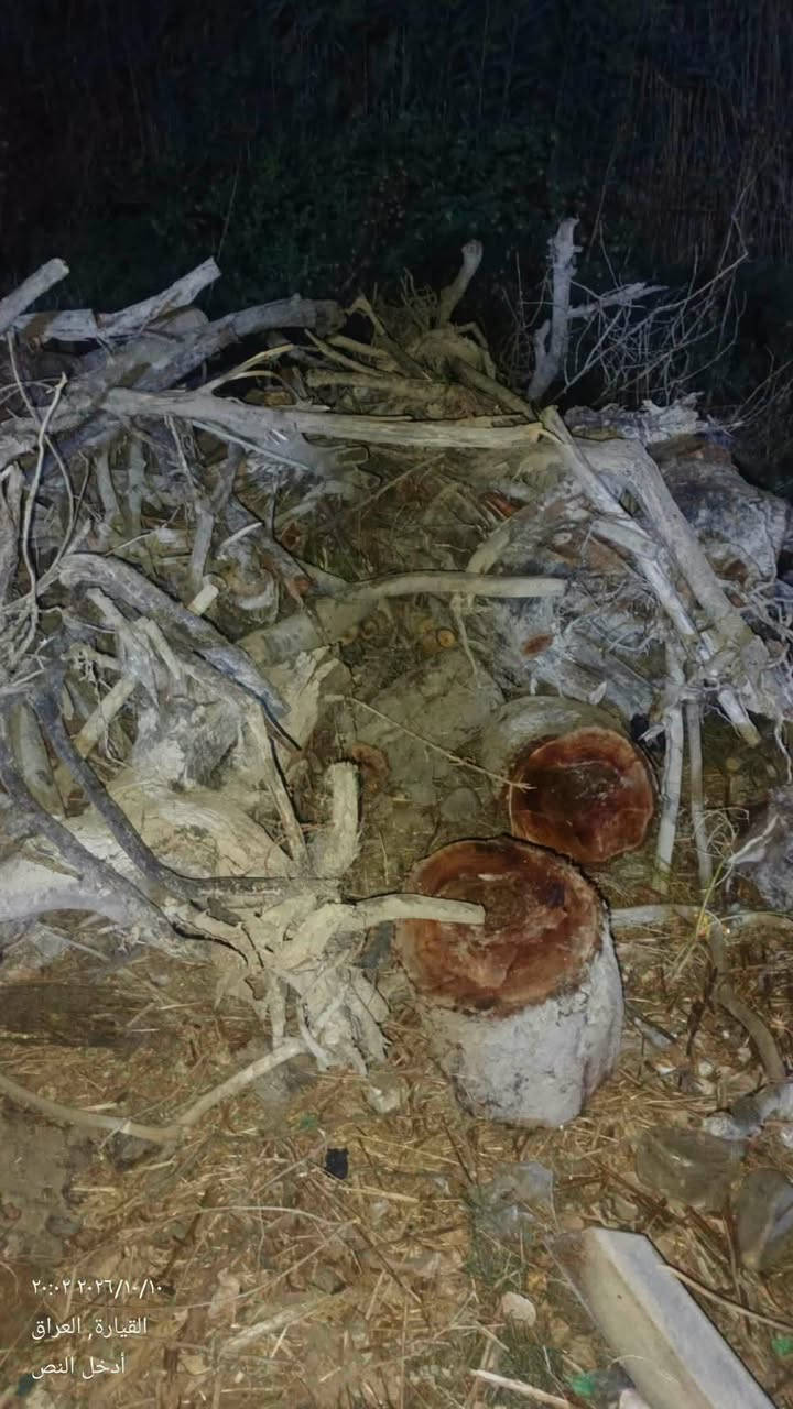 حطب منوع • القيارة • ستوتة